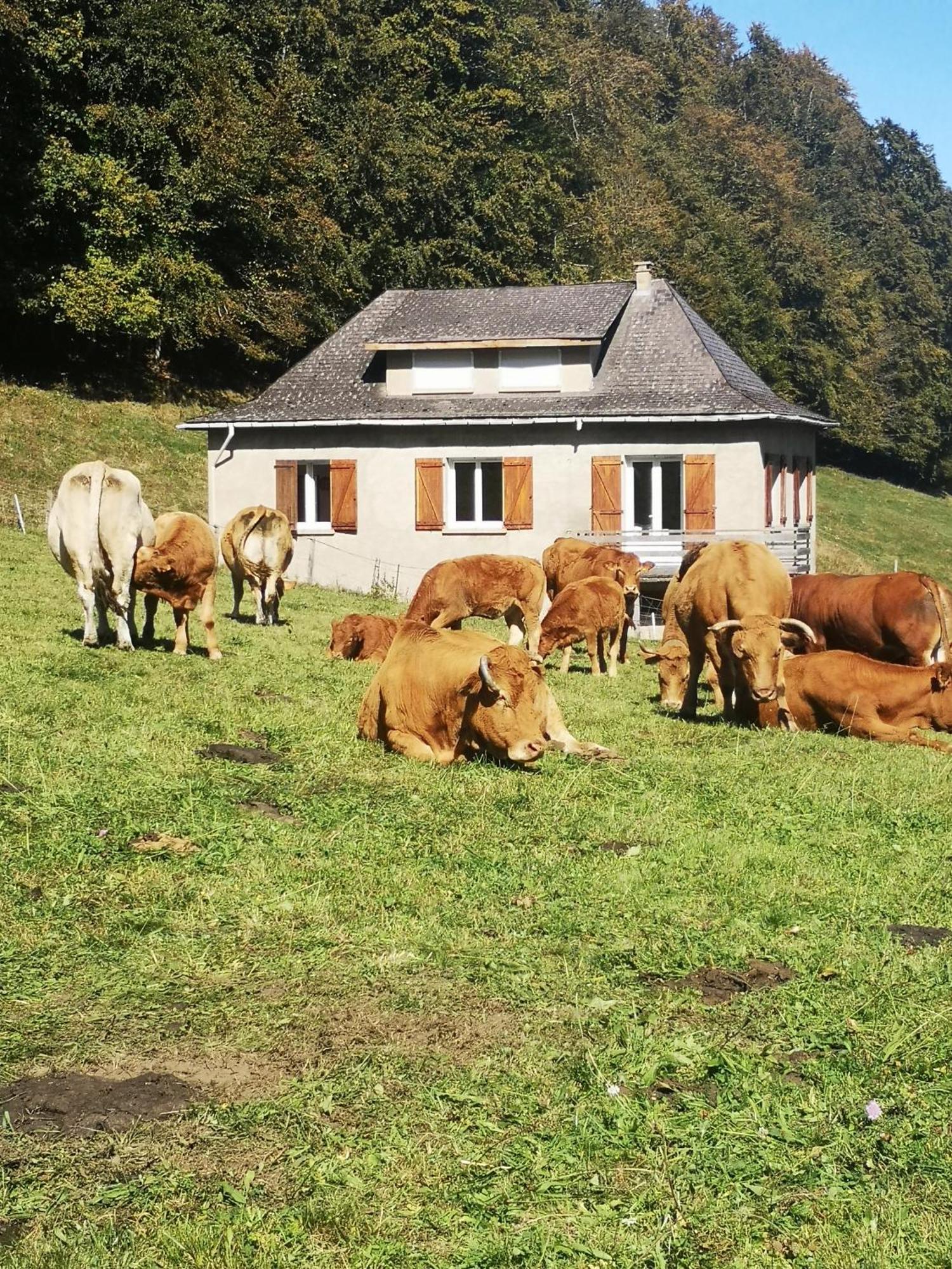 Tourmalet Βίλα Campan Εξωτερικό φωτογραφία